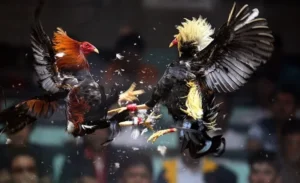 Bí Quyết Chơi Đá Gà Sabong Tại 988Bet Từ Các Cao Thủ Hàng Đầu