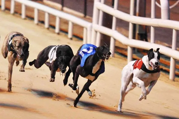 Làm Chủ Game Đua Chó 988Bet Với Các Chiến Thuật Cược Thông Minh